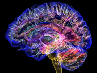 操操网站肏大脑植入物有助于严重头部损伤恢复